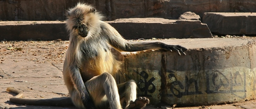 Ranthambore Tiger Reserve, Rajasthan