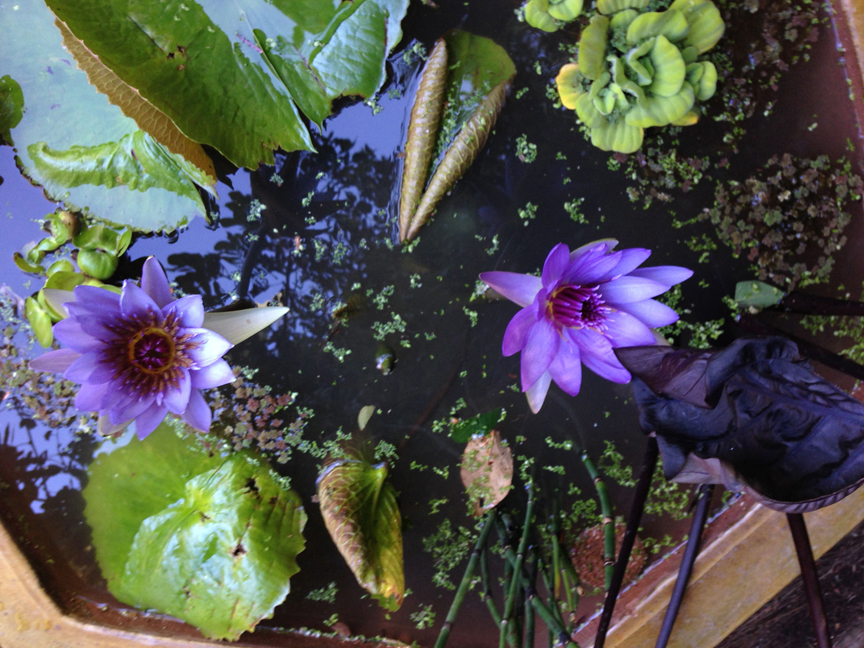 The Asian Garden, waterlily bowls, after